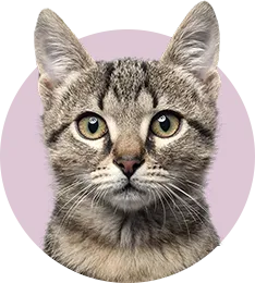 a little cat
