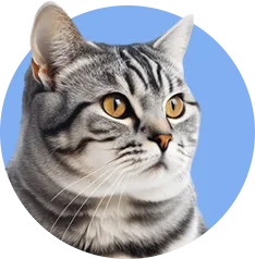 a little cat