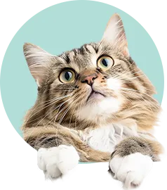 a little cat
